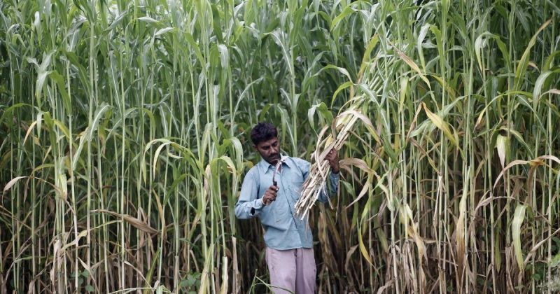 Sugarcane Farmer 
