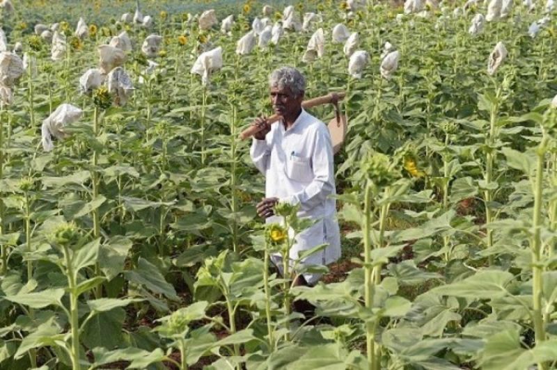 Agriculture  Agriculture