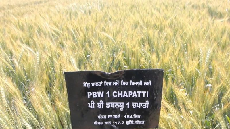 Wheat Wheat