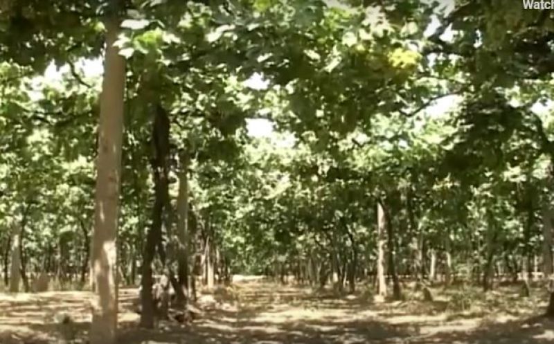 Grapes Farming 