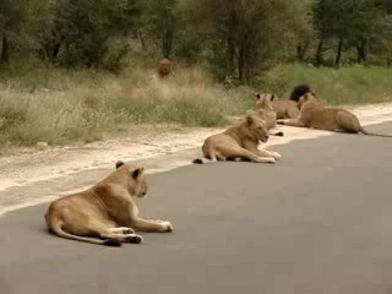 Lions