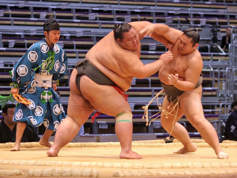  Sumo