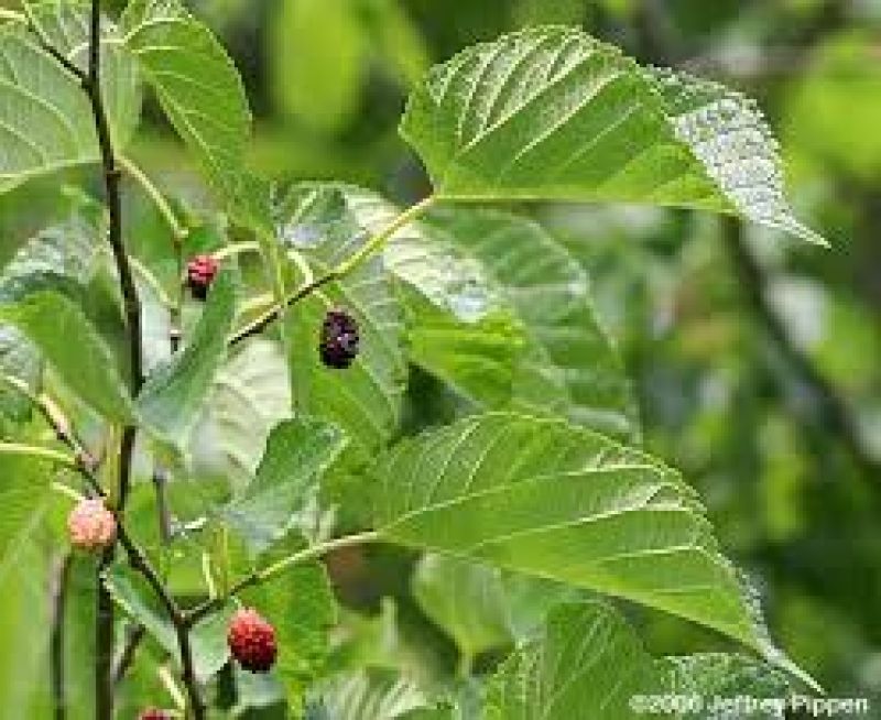 Mo mulberry cultivation