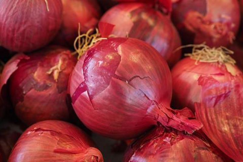 Onion Price 