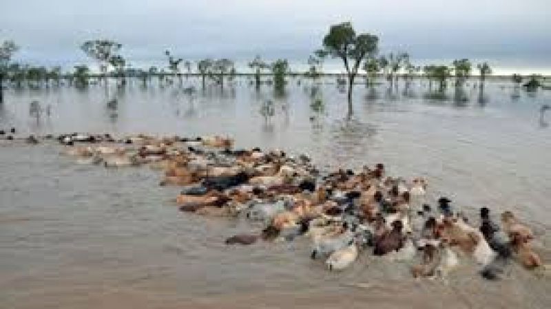 Animals in Flood