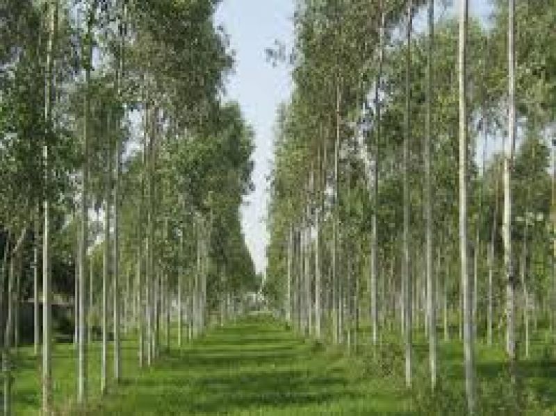 Eucalyptus Clonal Plant