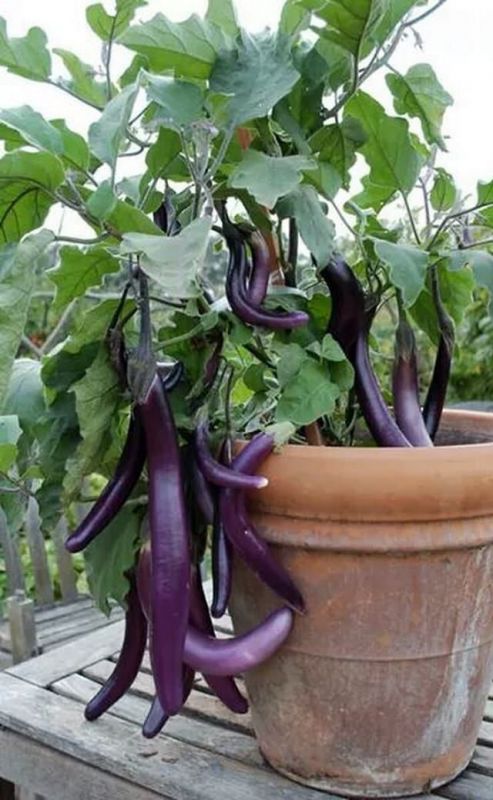  Cultivate Brinjal