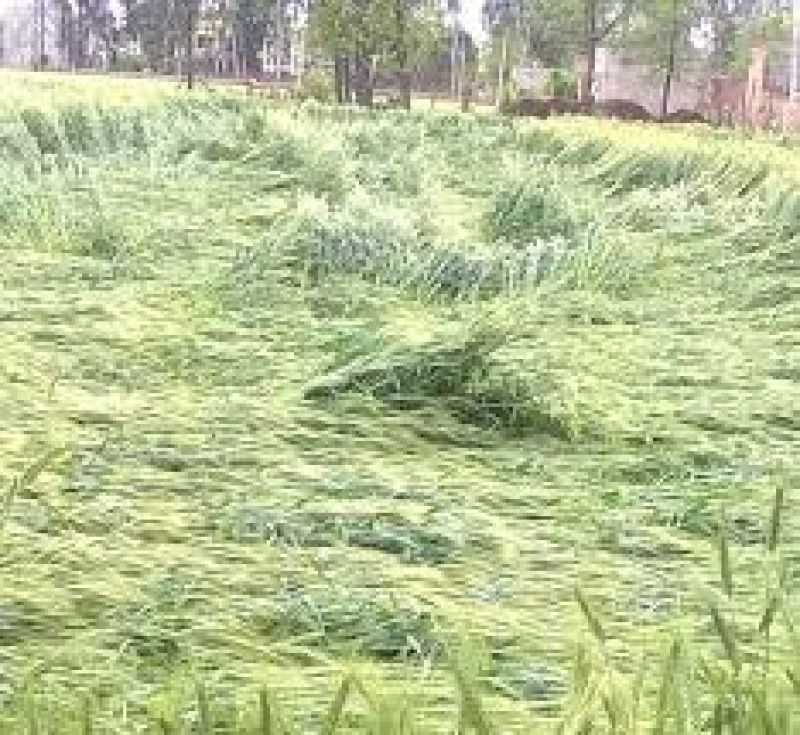 rain shower in delhi temperature dips