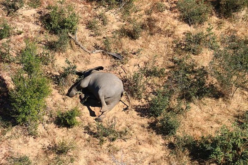 Elephant found Dead