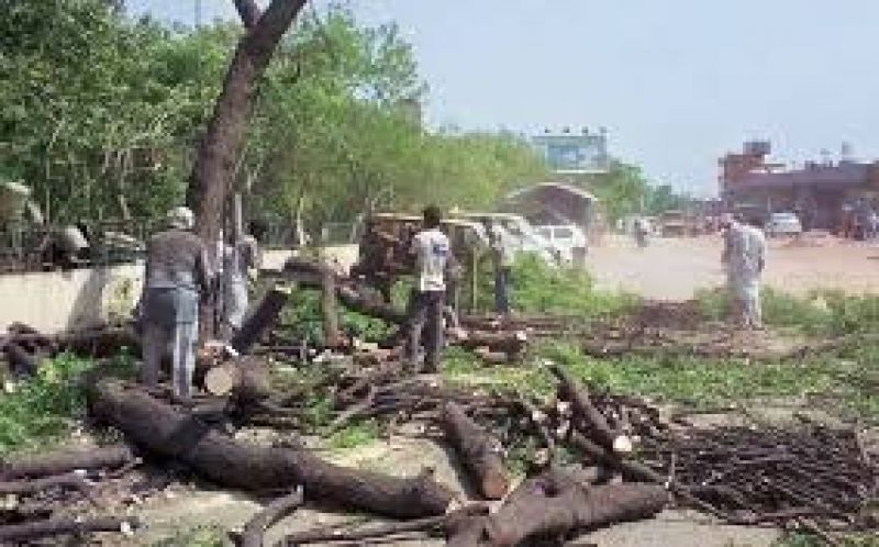  trees cutting in delhi 