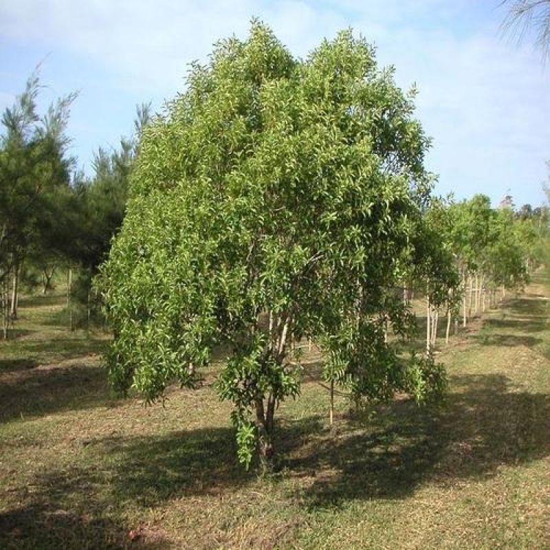 Sandalwood Tree 