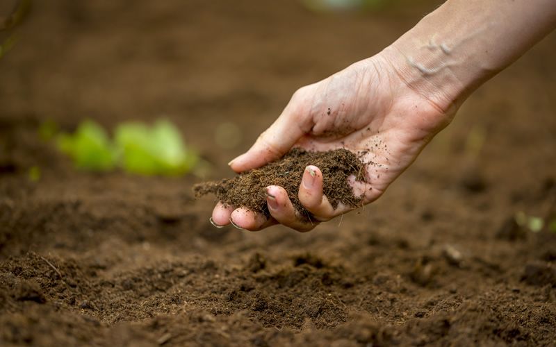 Soil Fertility Naturally