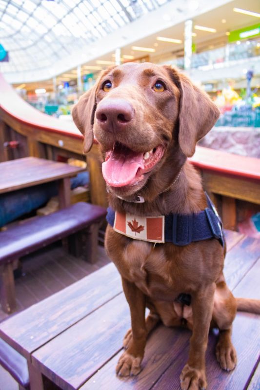  West Edmonton Mall Dog Show