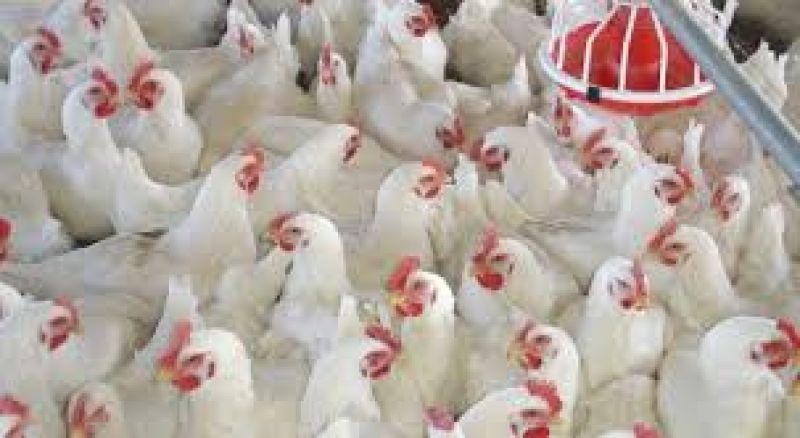 poultry farm
