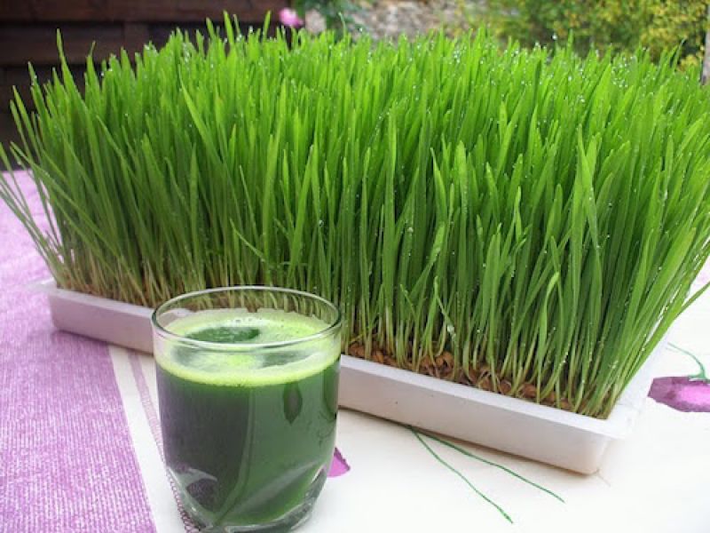 Wheatgrass Juice