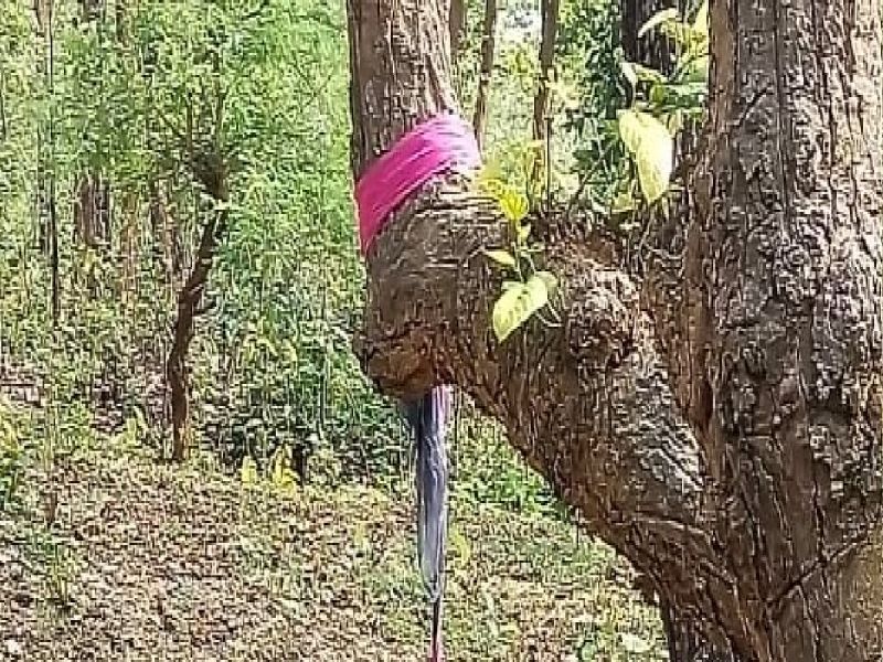 Jharkhand BJP leader's daughter found hanging from tree
