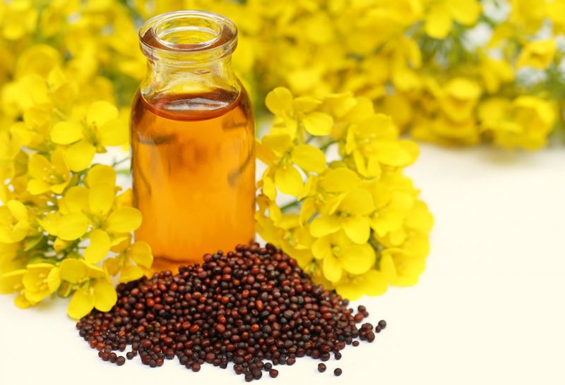 Mustard and Oil Mustard and Oil