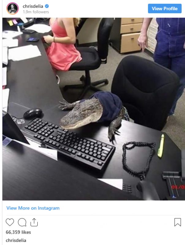 Crocodile in Office Photo goes viral