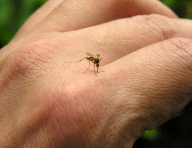 Mosquitoes Mosquitoes