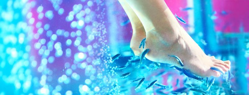 Fish Pedicure Fish Pedicure