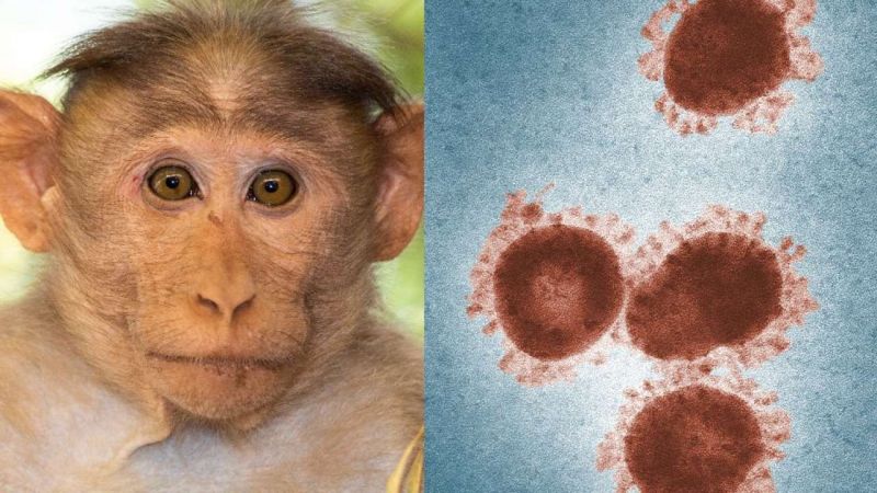 Monkey B virus