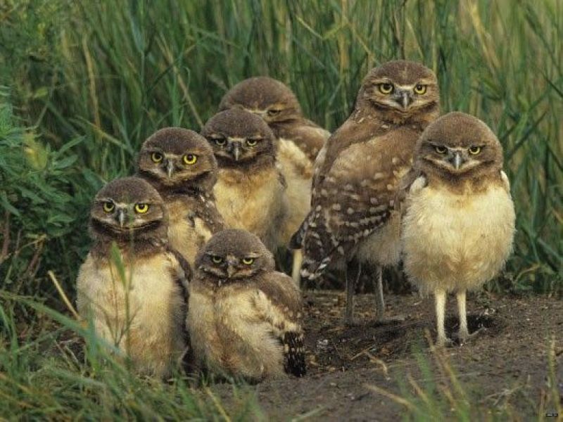 owls
