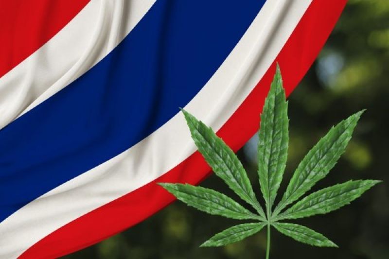 Thailand gives legal recognition to cannabis cultivation
