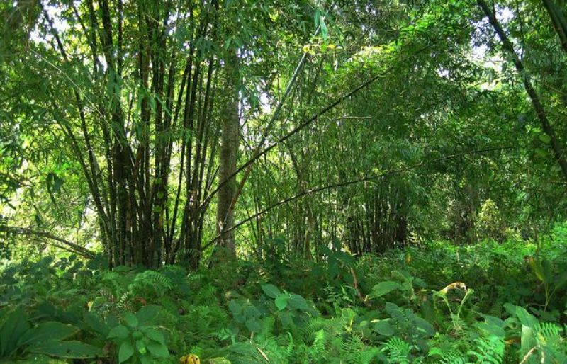 forest in India forest in India