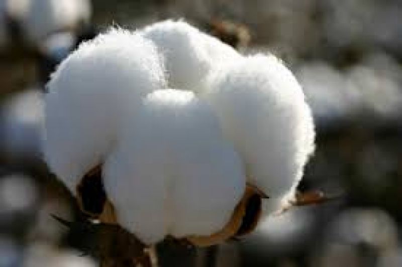 cotton crop