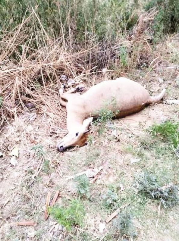 Car fire, 8 people escaped with a mirror broken