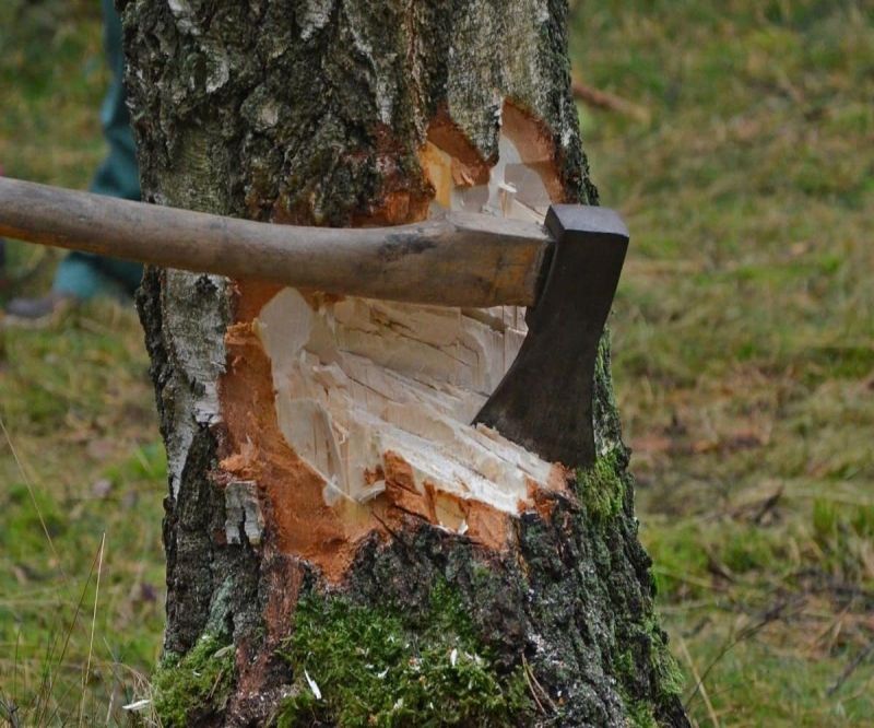 Cut tree Cut tree