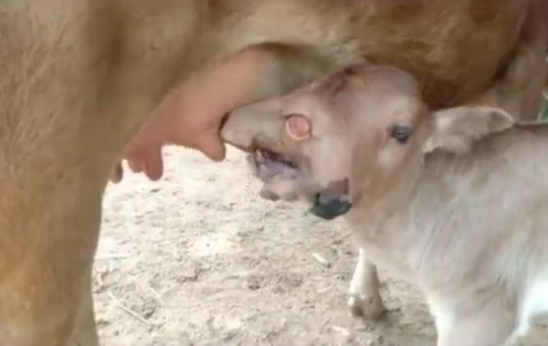  Rare Two-headed Calf With 3 Eyes Born in Odisha
