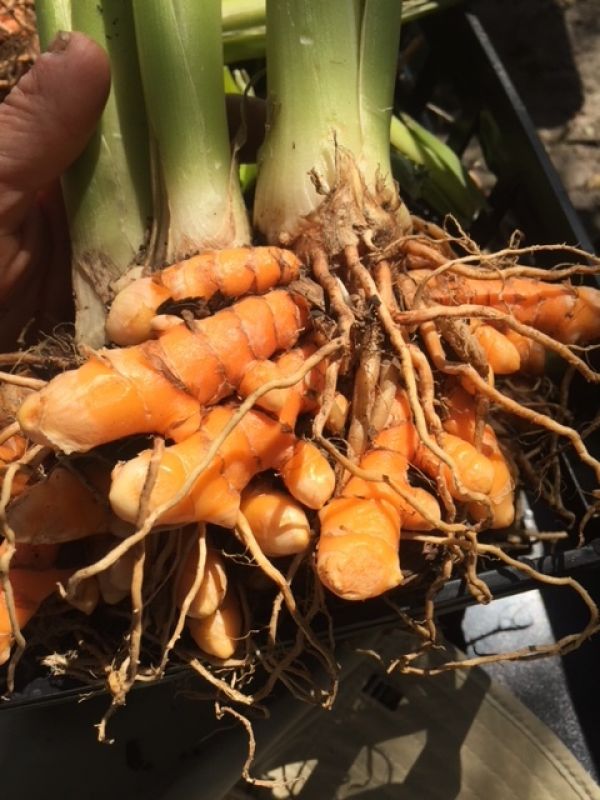 Turmeric Cultivation