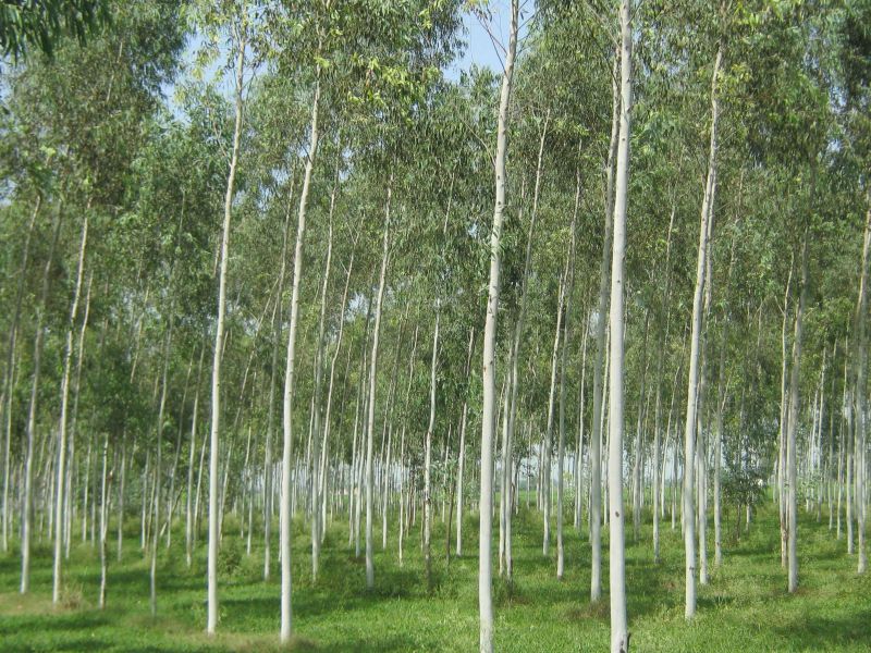 Eucalyptus Clonal Plant