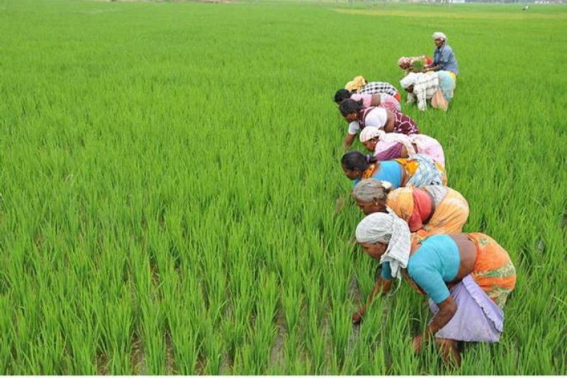 MSP decision on crops