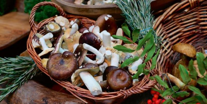 mashroom basket recipe mashroom basket recipe