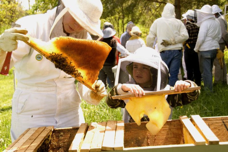 beekeeping