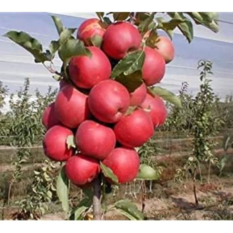 kasmiri apple11