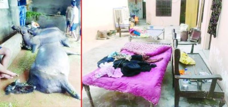 Animals Die due to flood