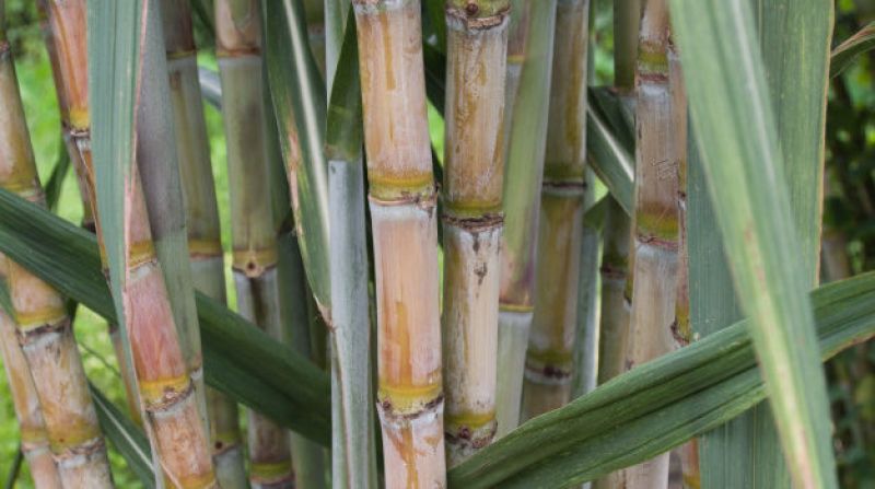 Health Benefits of Sugarcane Juice