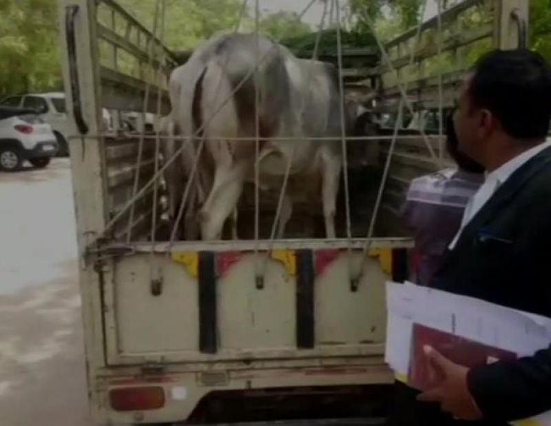 Cow brought to Rajasthan court in ownership case
