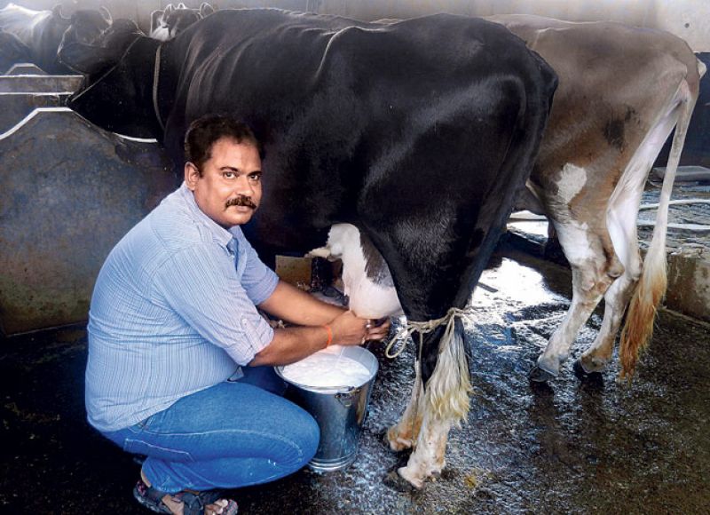 Milking Milking