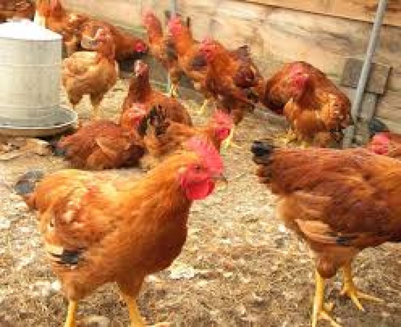 poultry farm