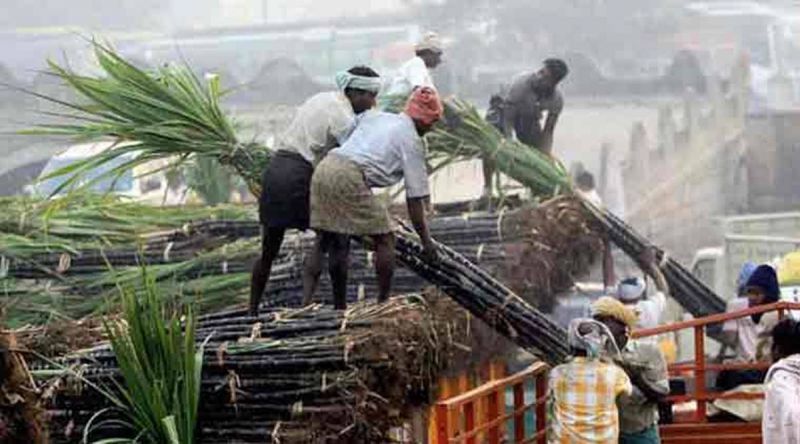 Co-operative mills will pay sugarcane growers by the first week of September