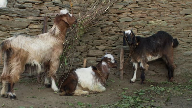 Goats