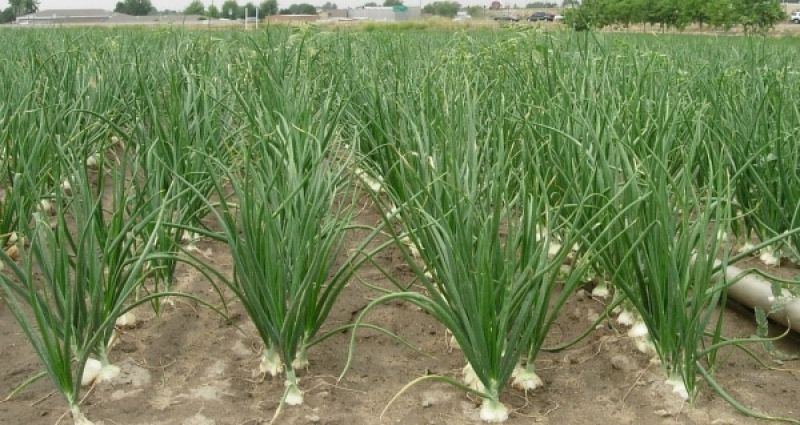 Onion Farming 