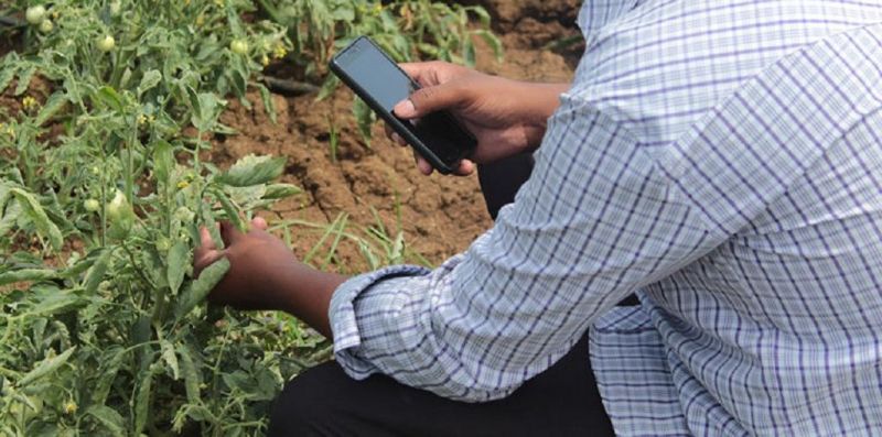 Smartphone device identifies plant diseases