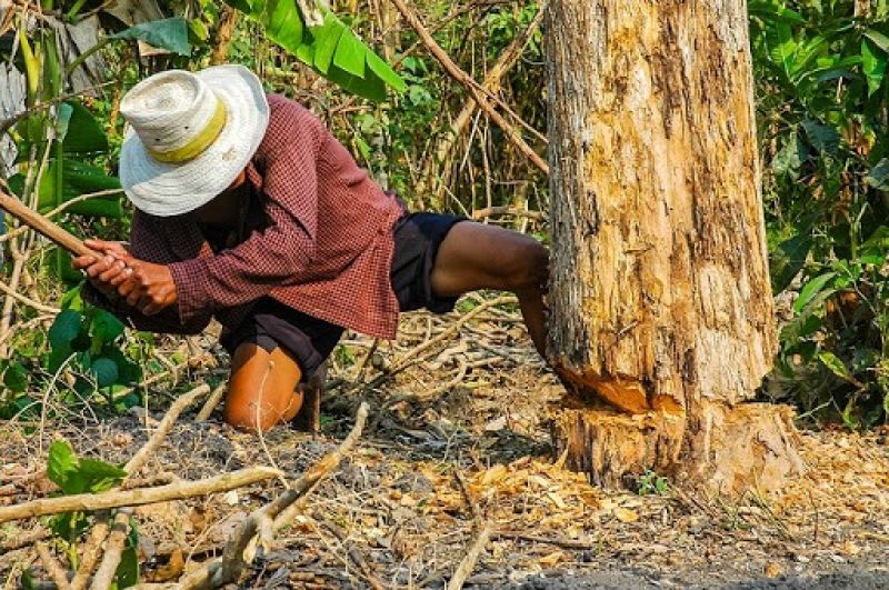 Cut tree Cut tree