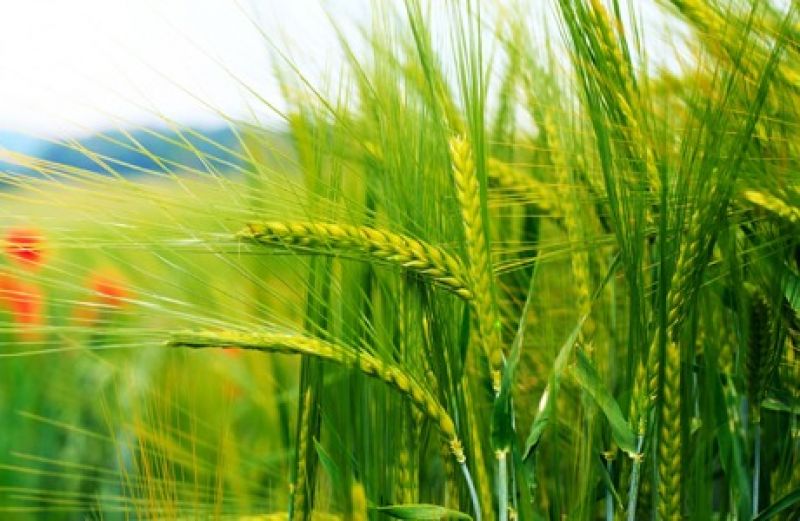 Wheat Crop