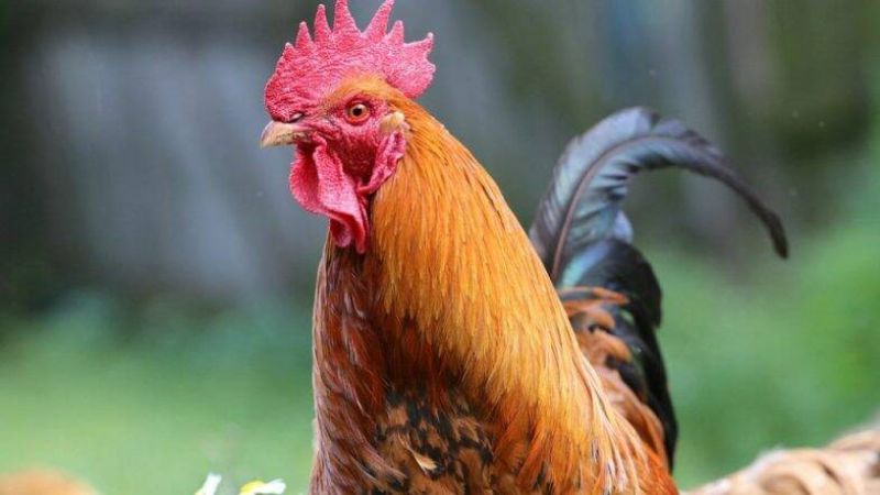 Roosters loud crowing triggers legal battle between neighbors in france